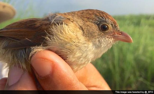 'Extinct' Myanmar Bird Rediscovered After 73 Years