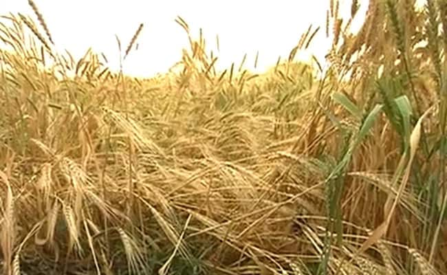 Farmer Killed, Crops Damaged In Unseasonal Hailstorm in Maharashtra