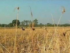 Centre To Decide Compensation To UP, Maharashtra For 2017 Crop Damage
