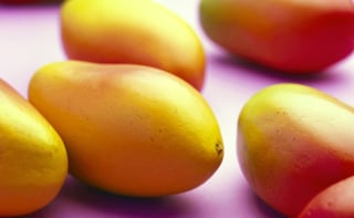 'Modi Mango' - A New & Rare Variety