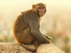 Monkey Attacking Train Drivers in Bihar is Seeking Revenge, Say Officials