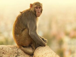 Monkey Attacking Train Drivers in Bihar is Seeking Revenge, Say Officials Monkey Attacking Train Drivers in Bihar is Seeking Revenge, Say Officials