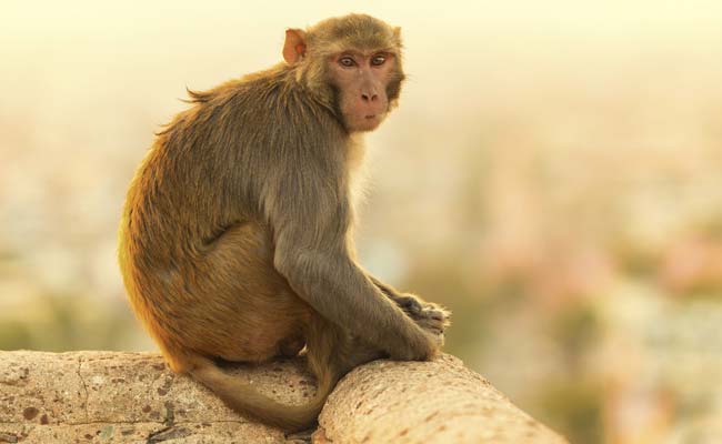 Monkey Attacking Train Drivers in Bihar is Seeking Revenge, Say Officials