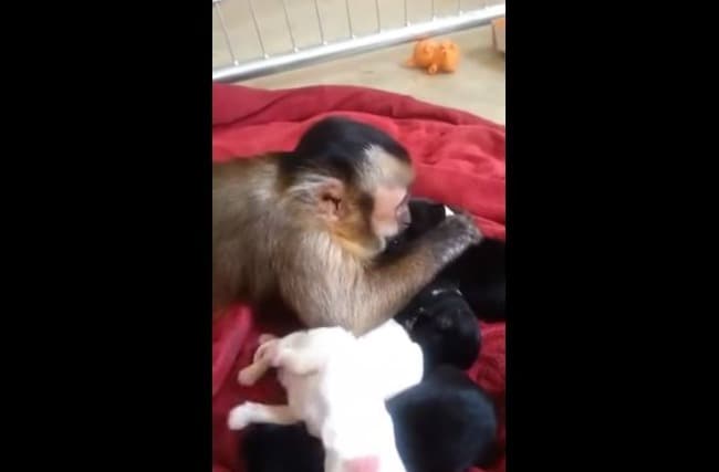 Puppy Love: This Monkey Adores Little Doggies as Much as We Do