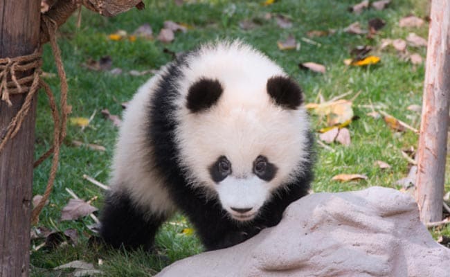 baby giant pandas eating bamboo