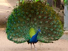 Peacock, India's National Bird, Could Be Termed Vermin In Goa