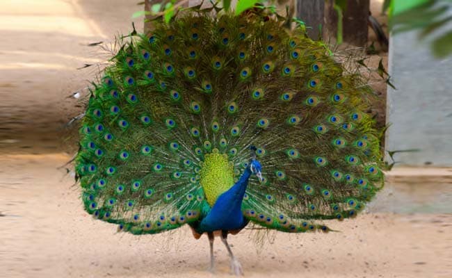 Peacock, India's National Bird, Could Be Termed Vermin In Goa