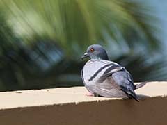 Pigeon 007? Bird With Pak Stamp Seized, Checked for Spy Camera