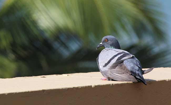 Pigeon 007? Bird With Pak Stamp Seized, Checked for Spy Camera