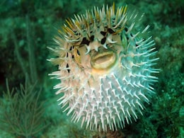 Men Taken Ill After Eating Poisonous Puffer Fish Men Taken Ill After Eating Poisonous Puffer Fish