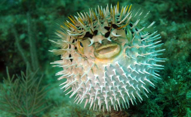 Men Taken Ill After Eating Poisonous Puffer Fish