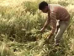 Farmers in Punjab Will Have A Dull Baisakhi This Year