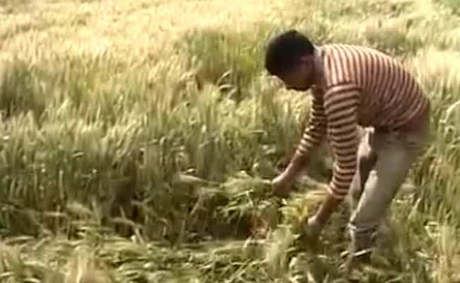 Farmers in Punjab Will Have A Dull Baisakhi This Year