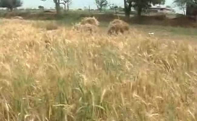 Unseasonal Rains Damage Standing Crops in Rajasthan, Government Announces Compensation