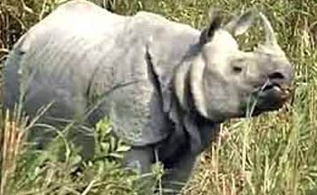 Rhino Killed in Assam's Kaziranga National Park, Poaching Suspected
