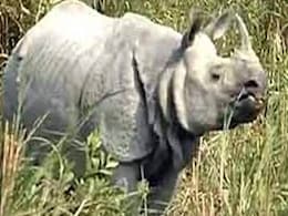 Texas Hunter Shoots Endangered Namibian Rhino for $350,000 Texas Hunter Shoots Endangered Namibian Rhino for $350,000
