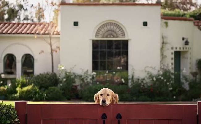 Seen This? Here's What Your Dog Does When You're Out