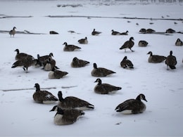 Thousands of Snow Geese Fall Dead From Sky Thousands of Snow Geese Fall Dead From Sky