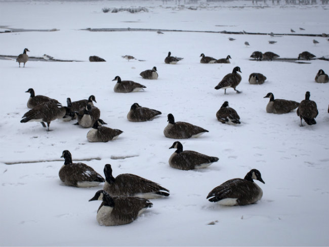 Thousands of Snow Geese Fall Dead From Sky