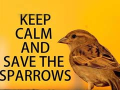 World Sparrow Day's 'Birdmen': Amitabh Bachchan and Akhilesh Yadav