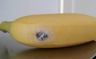 Jeepers Creepers: One of the World's Deadliest Spiders Found in Supermarket Bananas