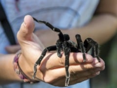 The Deadly Healer: Spider Venom May Fight Chronic Pain