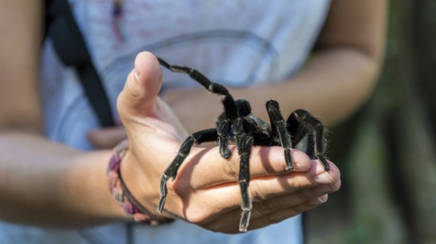 Spiders Sprayed With Carbon Nanotubes Spin Superstrong Webs