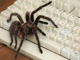 Spider Venom May Hold Chemical Keys to New Painkillers Spider Venom May Hold Chemical Keys to New Painkillers