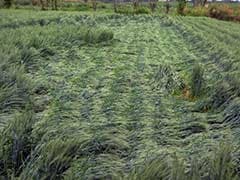 Crops Hit by March Rains, Farmer Commits Suicide in Uttar Pradesh