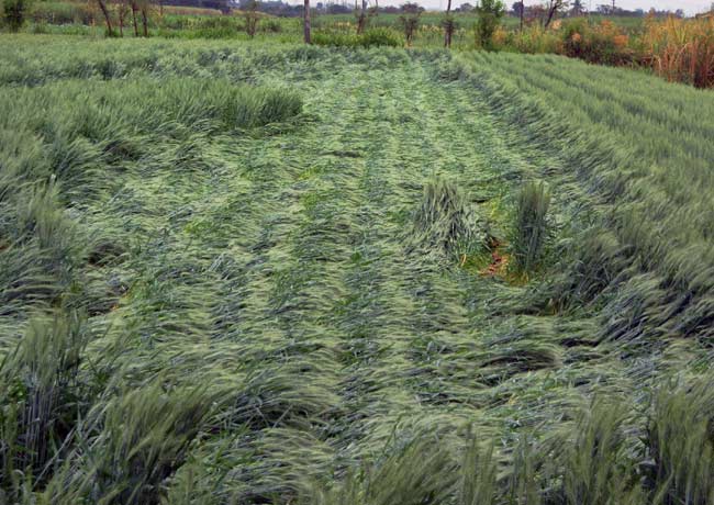 Rains to Continue Today. Agricultural Loss in Maharashtra Around Rs 1000 Crore