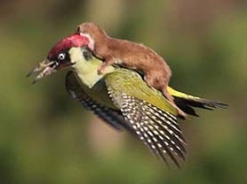Lift <i>Kara De</i> ! Baby Weasel Rides on the Back of a Flying Woodpecker