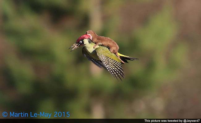 Lift Kara De ! Baby Weasel Rides on the Back of a Flying Woodpecker