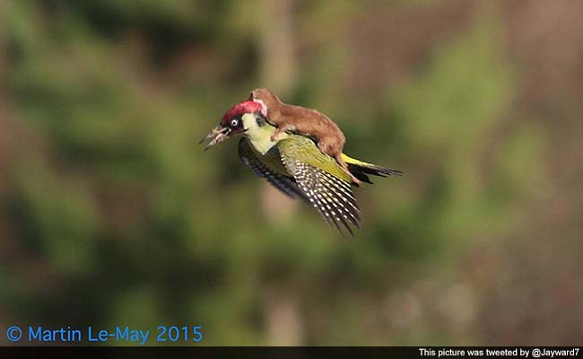 Lift <i>Kara De</i> ! Baby Weasel Rides on the Back of a Flying Woodpecker