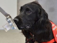 Dogs Trained to Detect Prostate Cancer with More Than 90% Accuracy