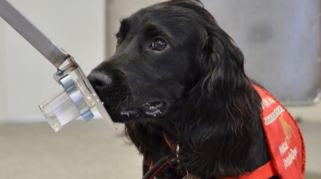 Dogs Trained to Detect Prostate Cancer with More Than 90% Accuracy