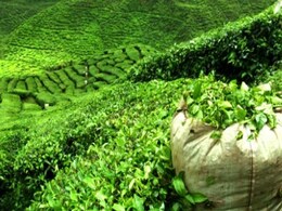 Greenpeace Trying to Hurt Indian Tea Industry, Says Home Ministry Greenpeace Trying to Hurt Indian Tea Industry, Says Home Ministry