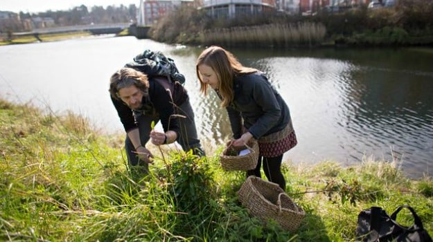 Urban Foraging: How to Dig for Your Dinner in the City and Suburbs