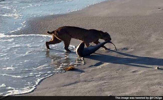 Going Viral: Bobcat Goes Fishing, Catches a Shark