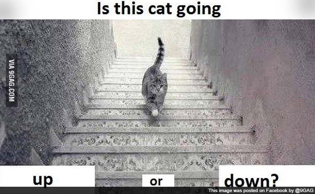 Is This Cat Going Up or Down? The Internet Finds a New #Dressgate