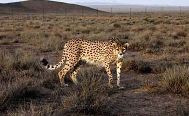 Cheetah Went Extinct In India In 1952. Now, 50 Will Return