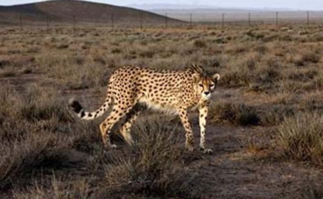 Mother Drops 2-Year-Old Son Into Cheetah Pit at Zoo