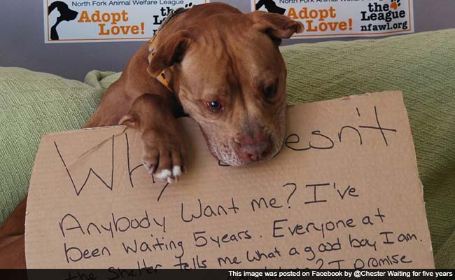 'Why Doesn't Anybody Want Me?' Shelter Dog's Photo Helps Him Find a Forever Home