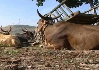 बीफ बैन : गाय नहीं भैंसे का मांस, फिर भी कारोबारी की नहीं खुलेगी दुकान