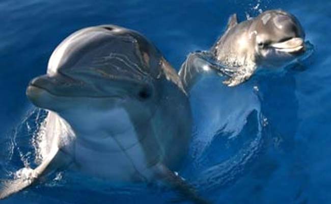 Whales And Dolphins Frequently Hang Out With Each Other: Study