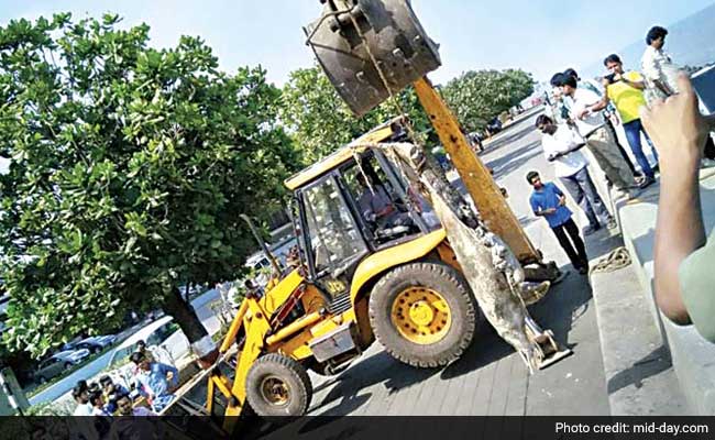 Mumbai: Another Dead Dolphin Washes Ashore at Marine Drive