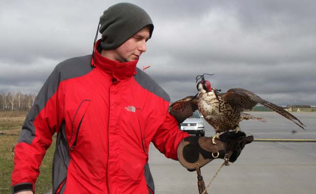 Birds of Prey Help NATO Warplanes Police Baltic Air