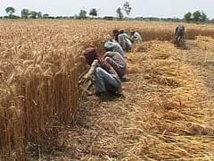 This Year a Dull Baisakhi for Punjab Farmers