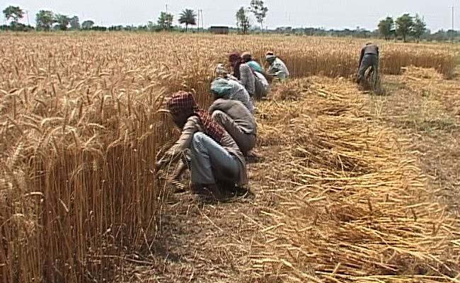 Wheat Payments: Relief Announced by Centre Yet to Reach Punjab Farmers