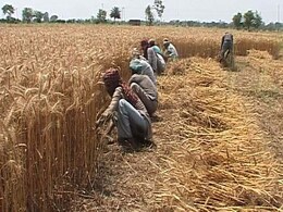 Wheat Payments: Relief Announced by Centre Yet to Reach Punjab Farmers Wheat Payments: Relief Announced by Centre Yet to Reach Punjab Farmers