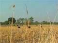 60-Year-Old Debt-Ridden Farmer Commits Suicide in Haryana
